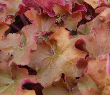 Heuchera x villosa 'Caramel'