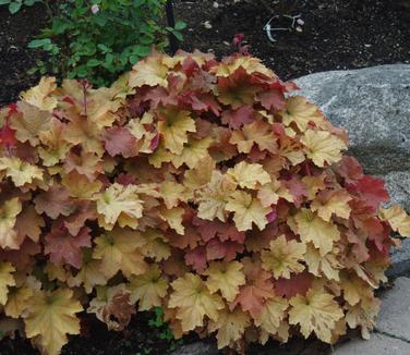 Heuchera x villosa Caramel (@ Maine Bot Garden)