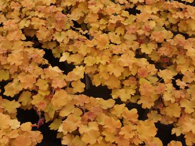 Heuchera x villosa 'Caramel'