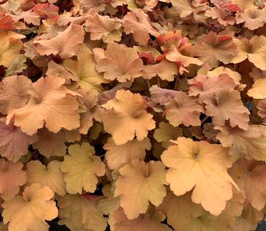 Heuchera x villosa Caramel 