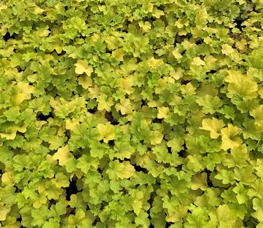 Heuchera villosa 'Citronelle' - Coral Bells - Alum Root from Pleasant Run Nursery