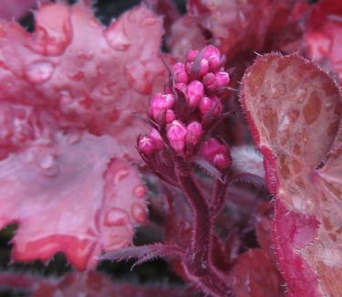 Heuchera x 'Georgia Peach'