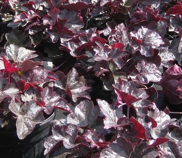 Heuchera x Obsidian