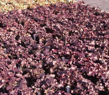 Heuchera x Obsidian