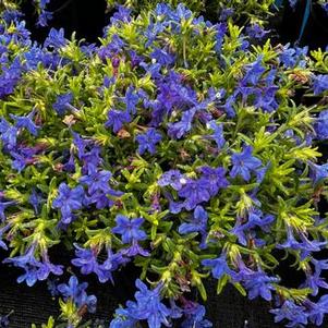 Lithodora diffusa Gold 'n Sapphires