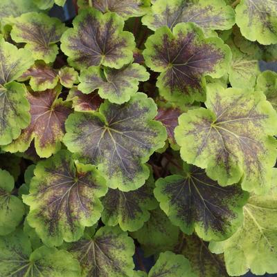 Heucherella x Solar Eclipse