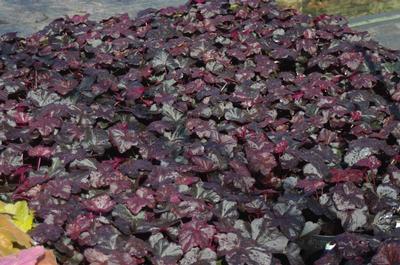 Heuchera x 'Obsidian' - Coral Bells (w/ frost)