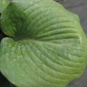 Hosta Big Daddy