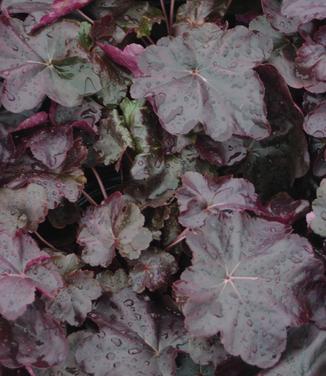 Heuchera x Obsidian 