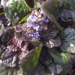 Ajuga reptans Black Scallop