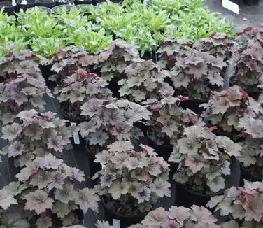 Heuchera x Plum Pudding