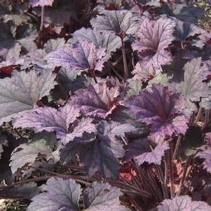 Heuchera x Frosted Violet