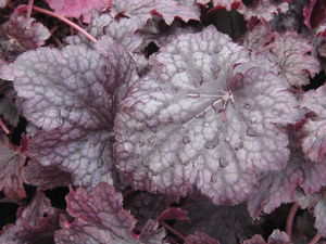 Heuchera x Plum Pudding 