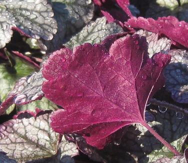 Heuchera x Silver Scrolls - Coral Bells