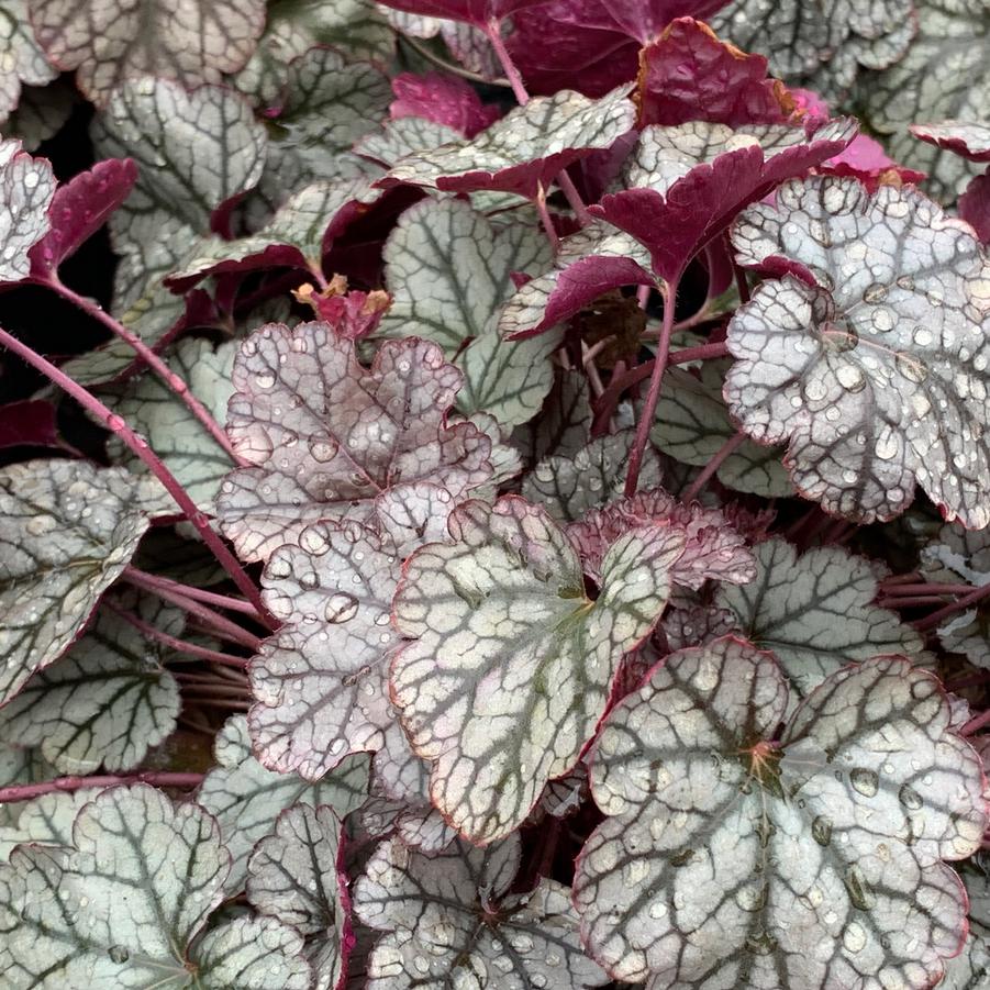 Heuchera x 'Silver Scrolls' (@ Mt Cuba)