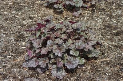 Heuchera x 'Silver Scrolls' - Coral Bells (w/ frost)