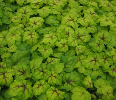 xHeucherella 'Stoplight'