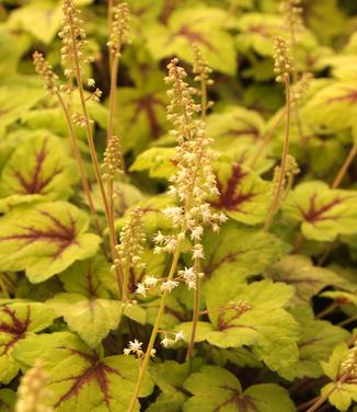 Heucherella Stoplight