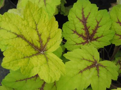 xHeucherella 'Stoplight'