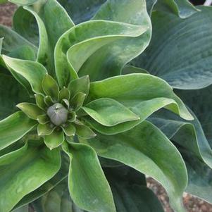 Hosta sieboldiana Elegans