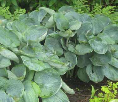 Hosta Big Daddy (Berkshire Bot)