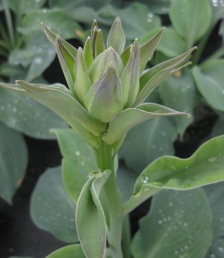 Hosta Blue Angel - Plantain Lily (Cornell)