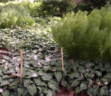 Hosta Blue Angel