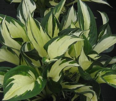 Hosta 'Fire and Ice' - Plantain Lily