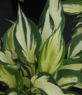 Hosta Fire and Ice 