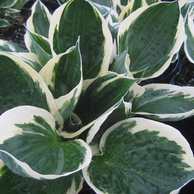 Hosta Patriot