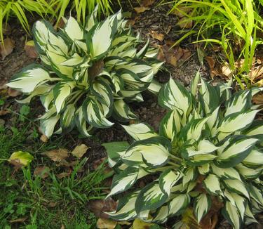 Hosta Fire and Ice