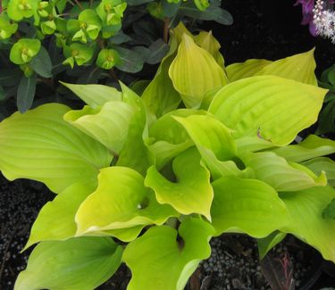 Hosta Fire Island - Plantain Lily