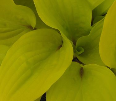 Edit Hosta 'Fire Island'