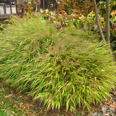 Hakonechloa macra All Gold