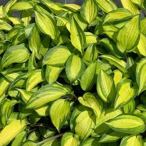 Hosta Island Breeze