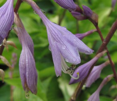 Hosta 'Fire Island' 