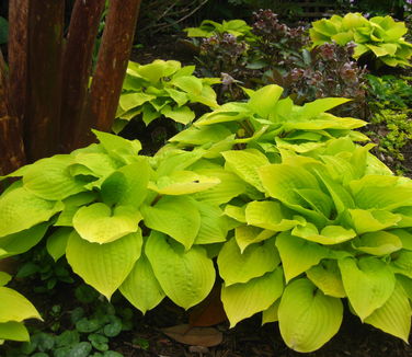 Hosta Fire Island 