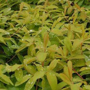 Hypericum calycinum Brigadoon