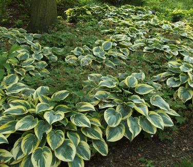 Hosta First Frost (@ NYBG)