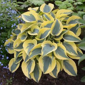 Hosta Autumn Frost