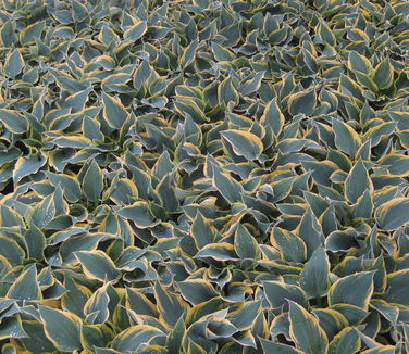 Hosta First Frost 