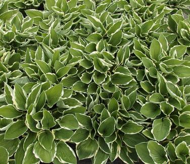 Hosta 'Francee' 