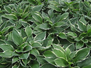 Hosta 'Francee'