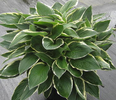 Hosta Francee