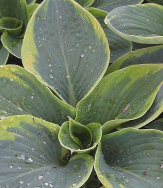 Hosta Frances Williams