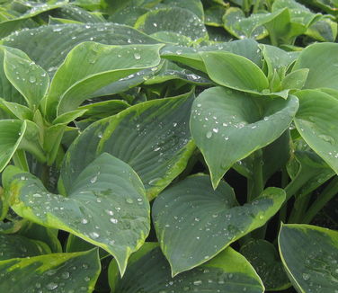 Hosta Frances Williams