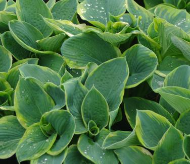 Hosta Frances Williams