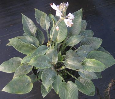 Hosta 'Halcyon'