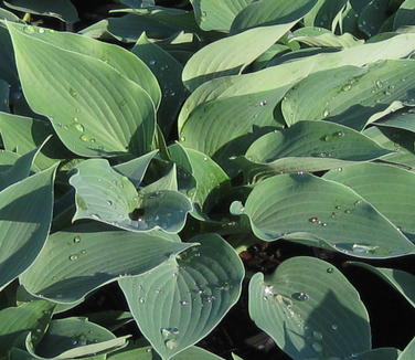 Hosta Halcyon