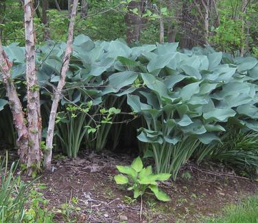 Hosta Halcyon 